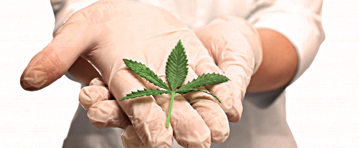 Le cannabis, anti douleurs efficace : entre réalité et mythe?