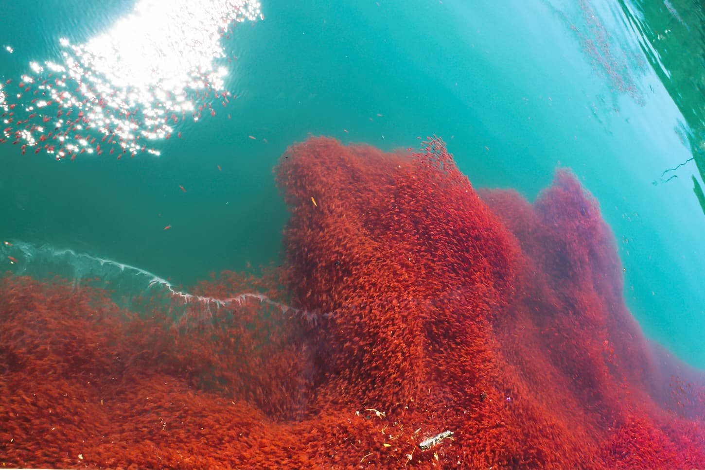 L’huile de krill pour soulager les articulations douloureuses ?